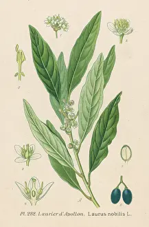 Nobilis: PLANTS/LAURUS NOBILIS