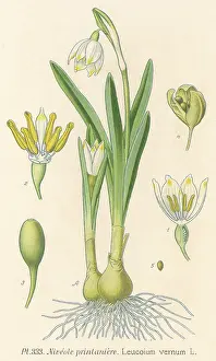 Snowflake: Plants - Leucojum Vernum