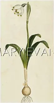 Leucojum: PLANTS/LEUCOJUM VERNUM