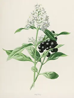 Ligustrum: Plants - Ligustrum Vulgare