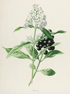 Vulgare: Plants - Ligustrum Vulgare