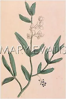 Ligustrum: PLANTS/LIGUSTRUM VULGARE