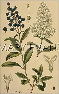 Ligustrum: PLANTS/LIGUSTRUM VULGARE
