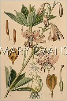 Martagon: PLANTS/LILIUM MARTAGON
