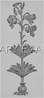 Martagon: PLANTS/LILIUM MARTAGON