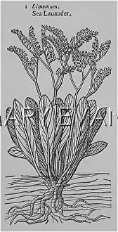 Limonium: PLANTS/LIMONIUM VULGARE