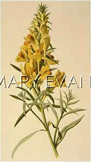 Linaria: PLANTS/LINARIA VULGARIS