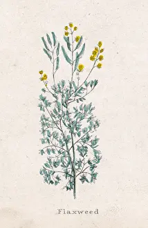 Linum: PLANTS/LINUM SP