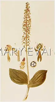 Ovata: PLANTS/LISTERA OVATA