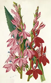 Variants: PLANTS/LOBELIA