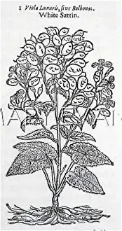 Lunaria: PLANTS/LUNARIA 1636