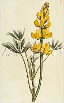 Lupin: PLANTS/LUPINUS LUTEUS