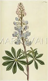Lupin: PLANTS/LUPINUS PERENNIS