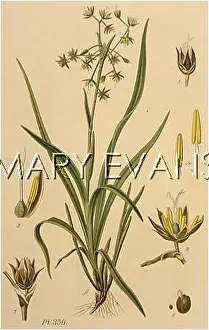 Vernalis: PLANTS/LUZULA VERNALIS