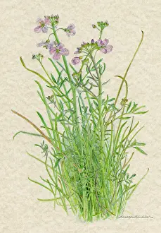 Dioica: PLANTS/LYCHNIS DIOICA
