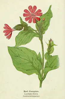Dioica: PLANTS/LYCHNIS DIOICA