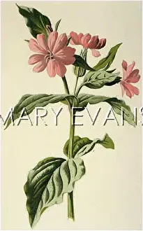 Lychnis: PLANTS/LYCHNIS DIURNA