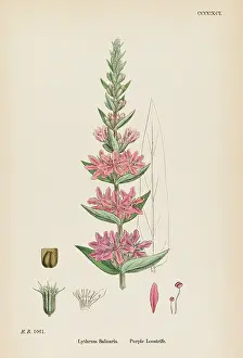 Strife: PLANTS/LYTHRUM SALICARIA