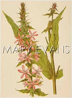 Lythrum: PLANTS/LYTHRUM SALICARIA