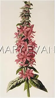 Strife: PLANTS/LYTHRUM SALICARIA