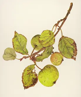 Helga Crouch: PLANTS/MALUS SYLVESTRIS