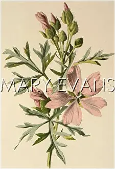 Moschata: PLANTS/MALVA MOSCHATA