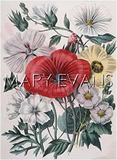 Malva: PLANTS/MALVA SPECIES
