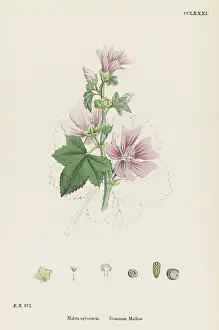 Malva: PLANTS/MALVA SYLVESTRIS