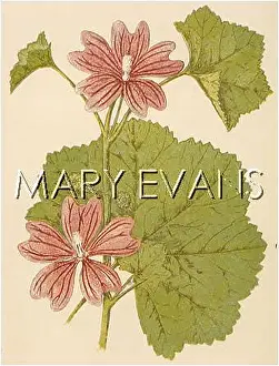 Tatters: PLANTS/MALVA SYLVESTRIS