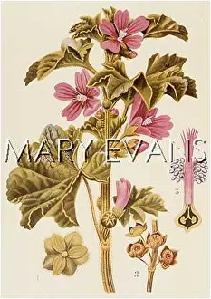 Malva: PLANTS/MALVA SYLVESTRIS