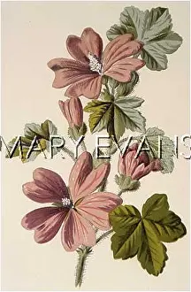 Malva: PLANTS/MALVA SYLVESTRIS