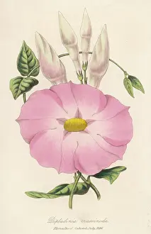 Mandevilla: PLANTS/MANDEVILLA