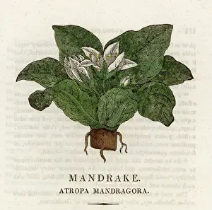 Mandrake: PLANTS/MANDRAGORA