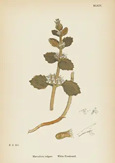 Vulgare: PLANTS/MARRUBIUM VULGARE