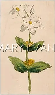 Horehound: PLANTS/MARRUBIUM VULGARE
