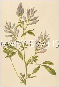 Medicago: PLANTS/MEDICAGO SATIVA