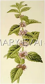Arvensis: PLANTS/MENTHA ARVENSIS