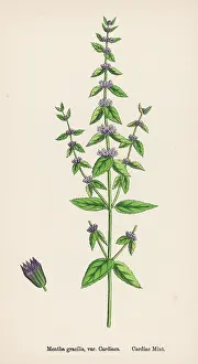 Cardiac: PLANTS/MENTHA GRACILIS