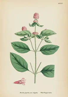 Mentha: PLANTS/MENTHA PIPERITA