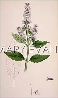 Mentha: PLANTS/MENTHA PIPERITA