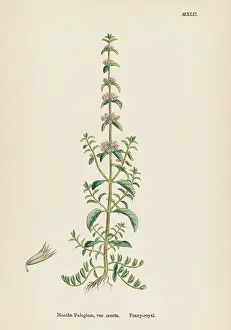 Mentha: PLANTS/MENTHA PULEGIUM