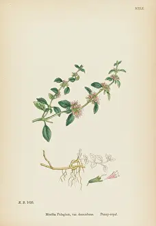 Mentha: PLANTS/MENTHA PULEGIUM
