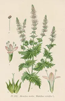 Verte: PLANTS/MENTHA VIRIDIS