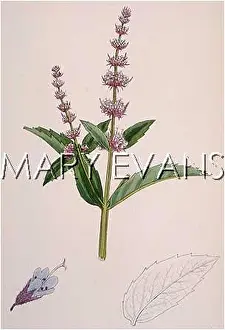 Spearmint: PLANTS/MENTHA VIRIDIS
