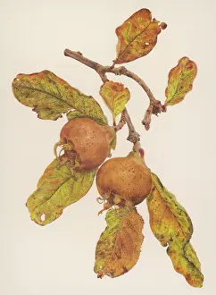Germanica: PLANTS/MESPILUS GERMANIC
