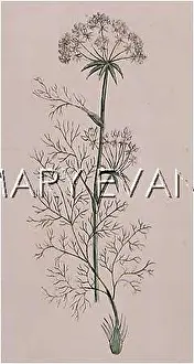 Meum: PLANTS/MEUM ATHAMANTICUM