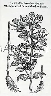 Mirabilis: PLANTS/MIRABILIS JALAPA