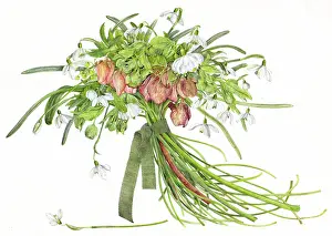 Loosely: PLANTS/MIXED SPECIES