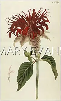 Bergamot: PLANTS/MONARDA FISTULOSA
