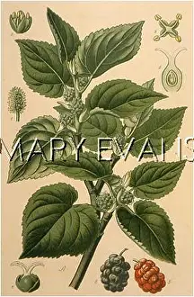 Morus: PLANTS/MORUS NIGRA
